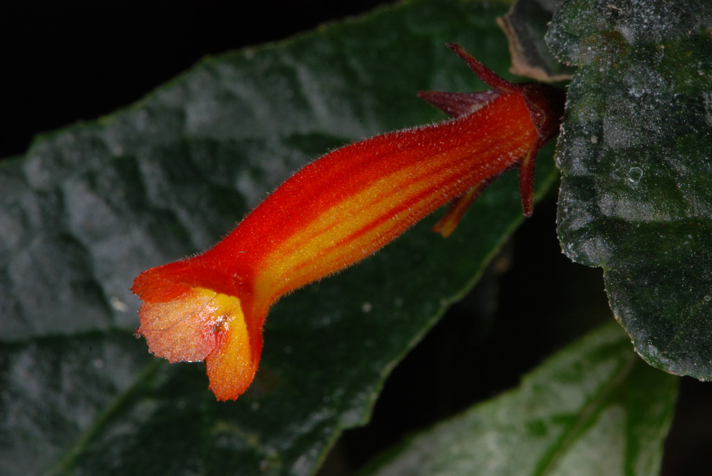 Представитель Семейства Gesneriaceae